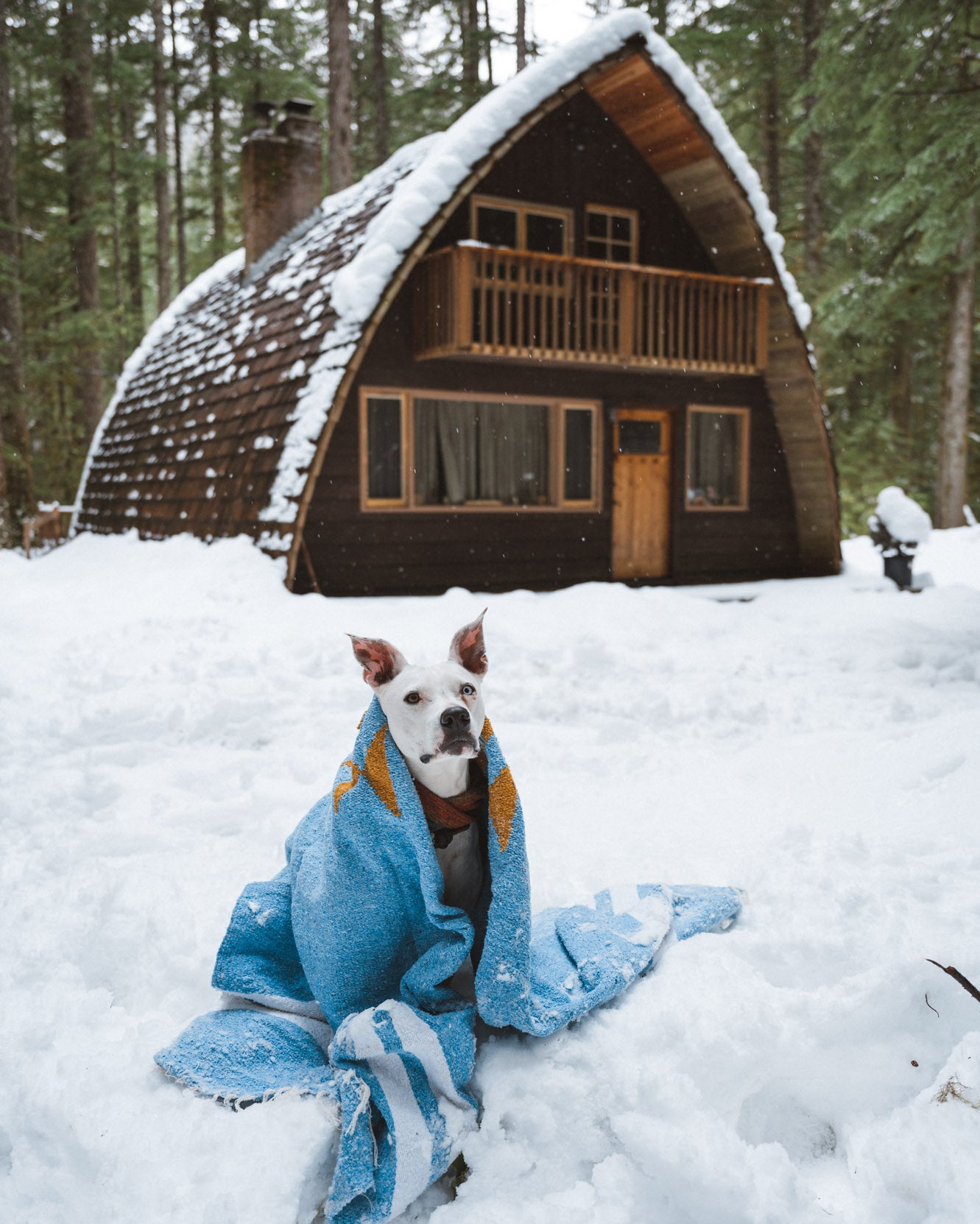 Dog wrapped in blue handwoven mexican blanket in the snow by a cabin