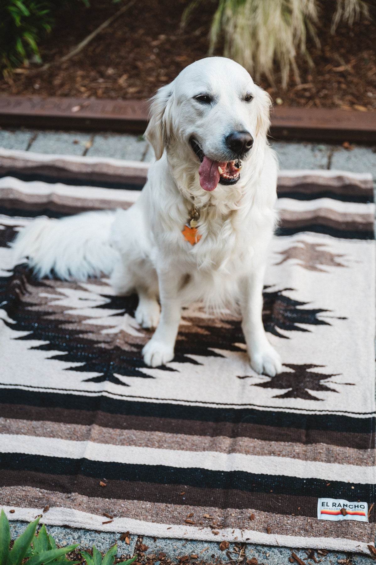 White Dog Sitting on Colorful Handwoven Mexican Blanket