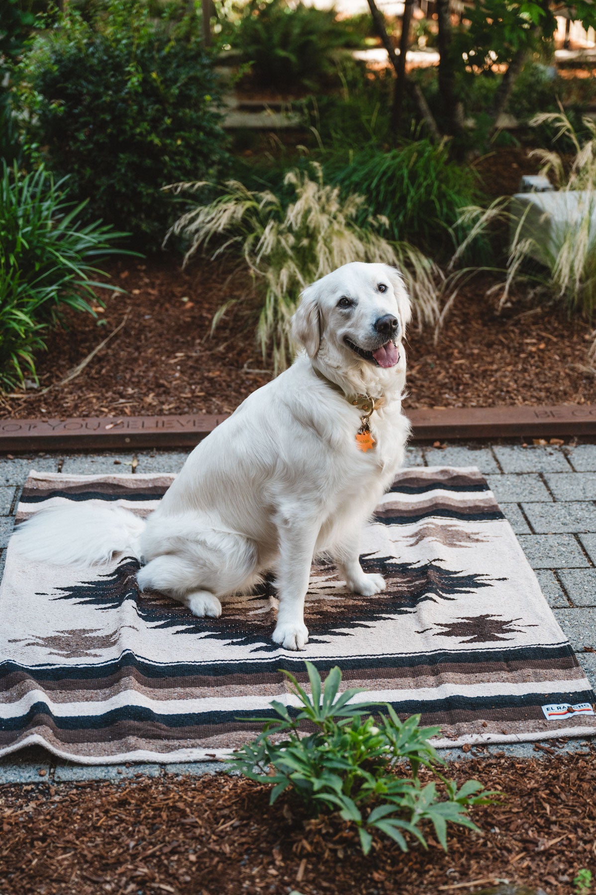 White Dog Sitting on Colorful Handwoven Mexican Blanket