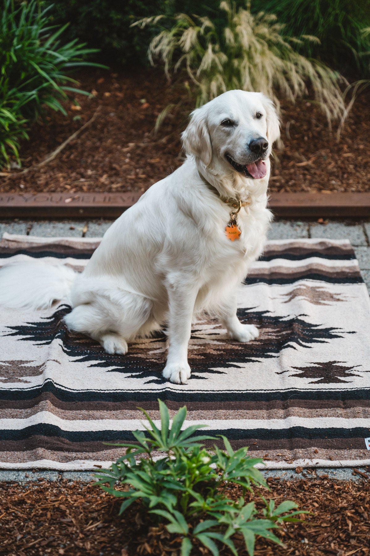 White Dog Sitting on Colorful Handwoven Mexican Blanket