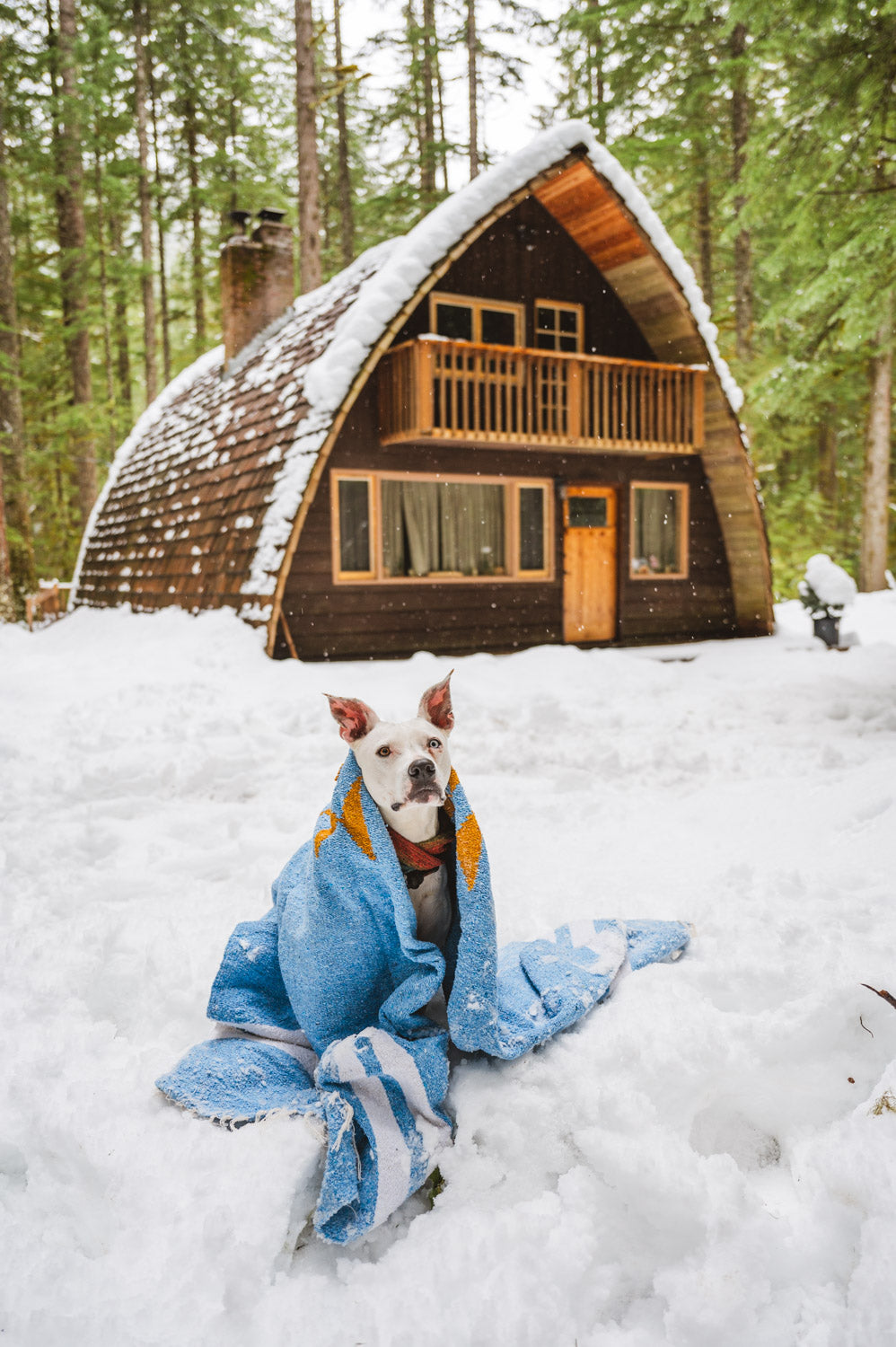 White dog wrapped in blue blanket sitting in snow in front of a wood cabin