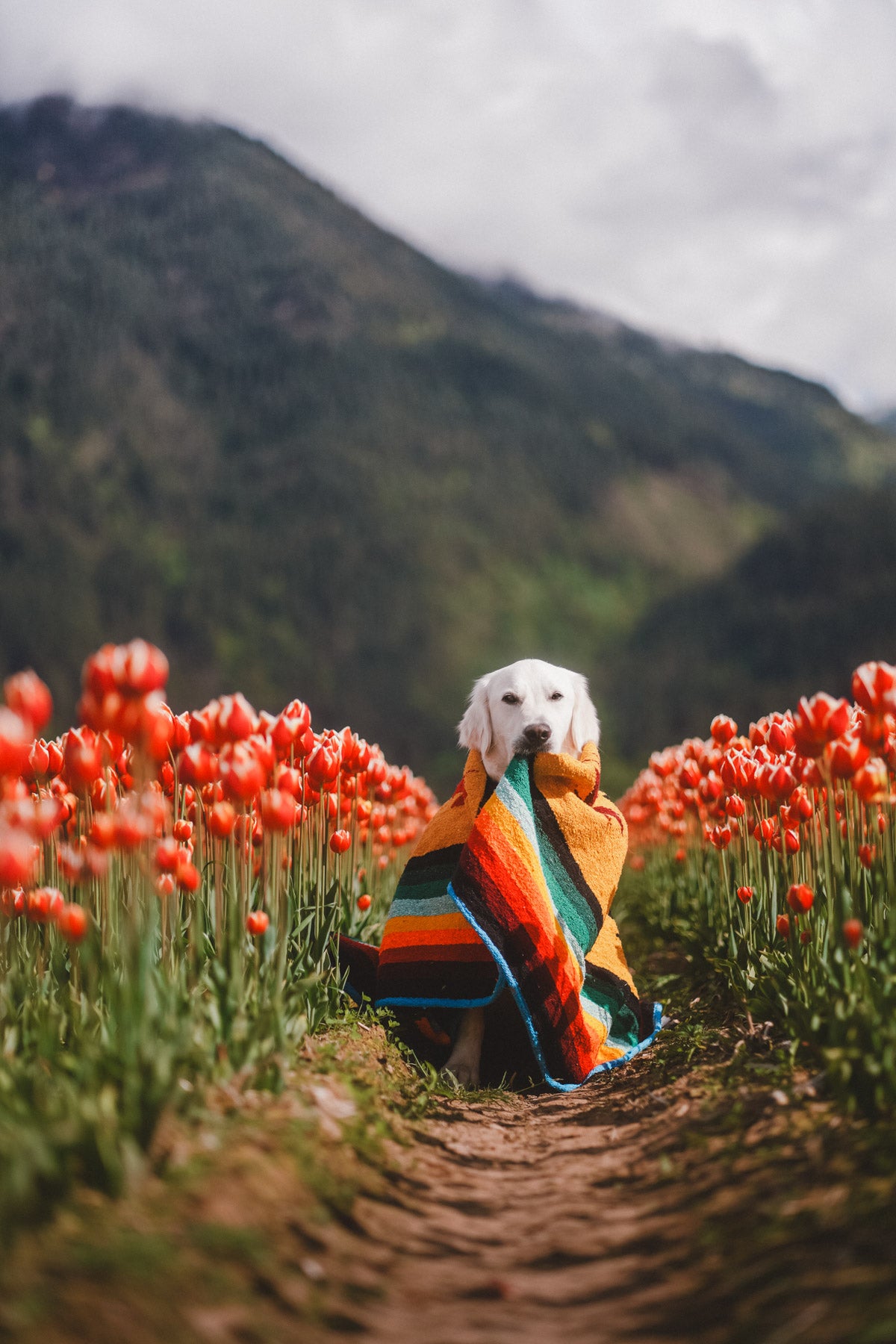 Dog wrapped in Handwoven Mexican Blanket among flowers