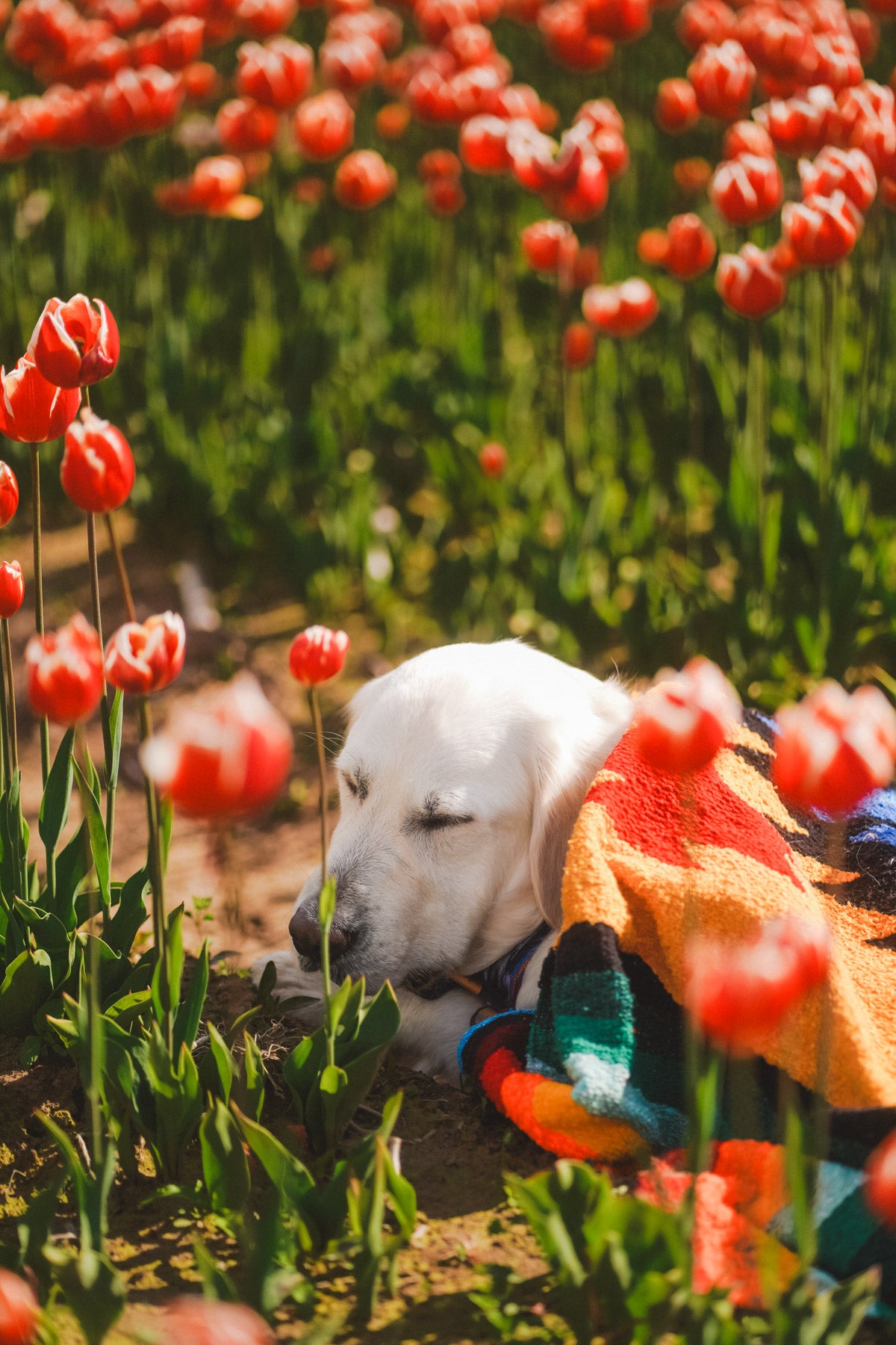 Dog wrapped in Handwoven Mexican Blanket among flowers