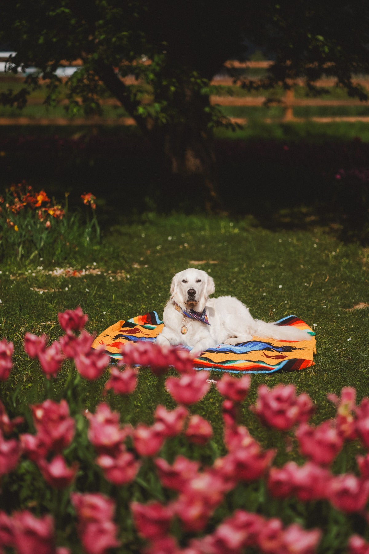 Dog wrapped in Handwoven Mexican Blanket among flowers
