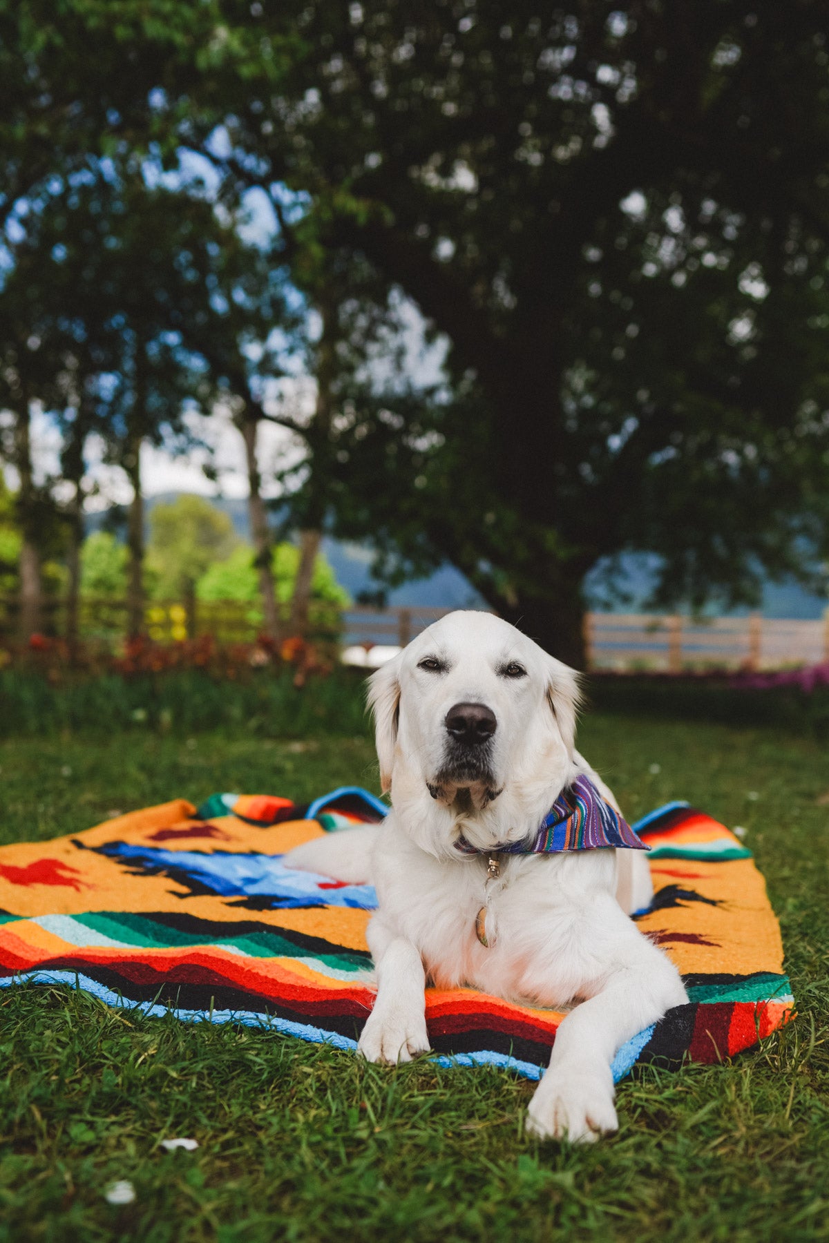Dog laying on Handwoven Mexican Blanket