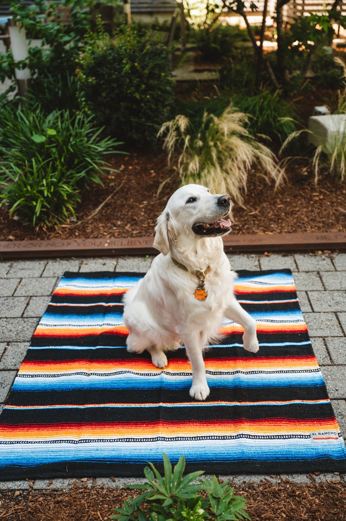White Dog Sitting on Colorful Handwoven Mexican Blanket