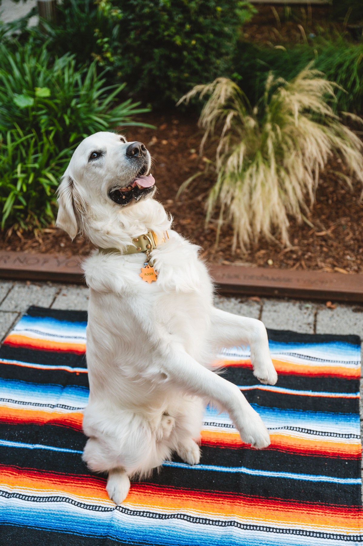 White Dog Sitting on Colorful Handwoven Mexican Blanket