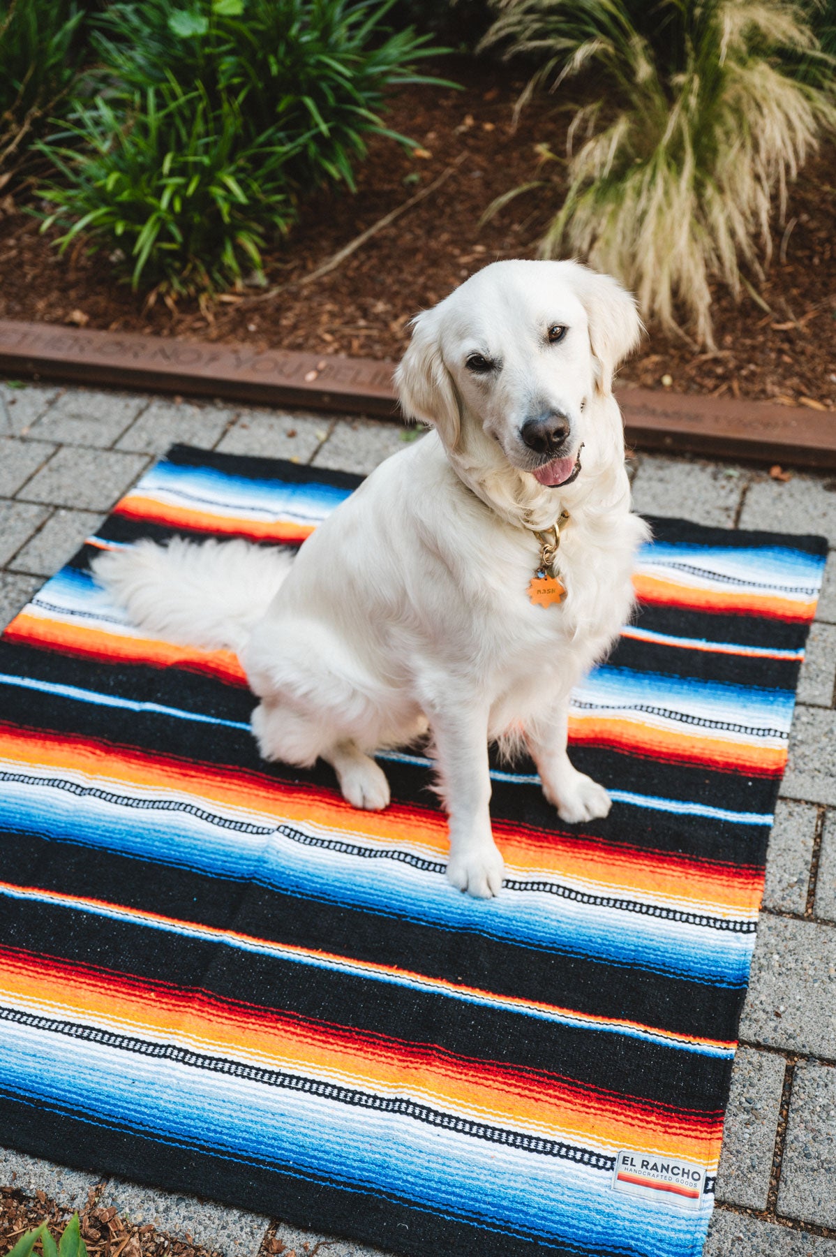 White Dog Sitting on Colorful Handwoven Mexican Blanket