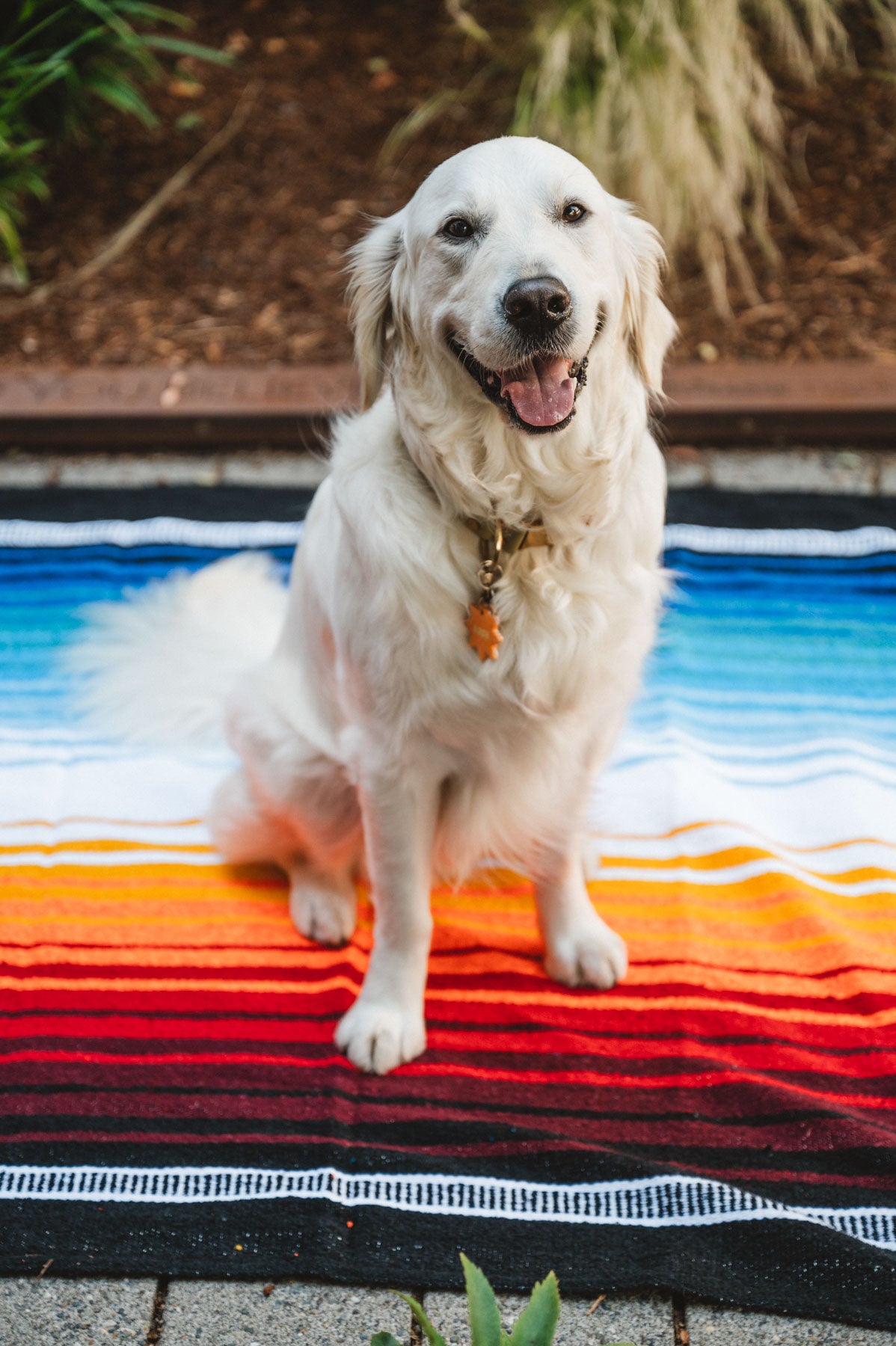 White Dog Sitting on Colorful Handwoven Mexican Blanket