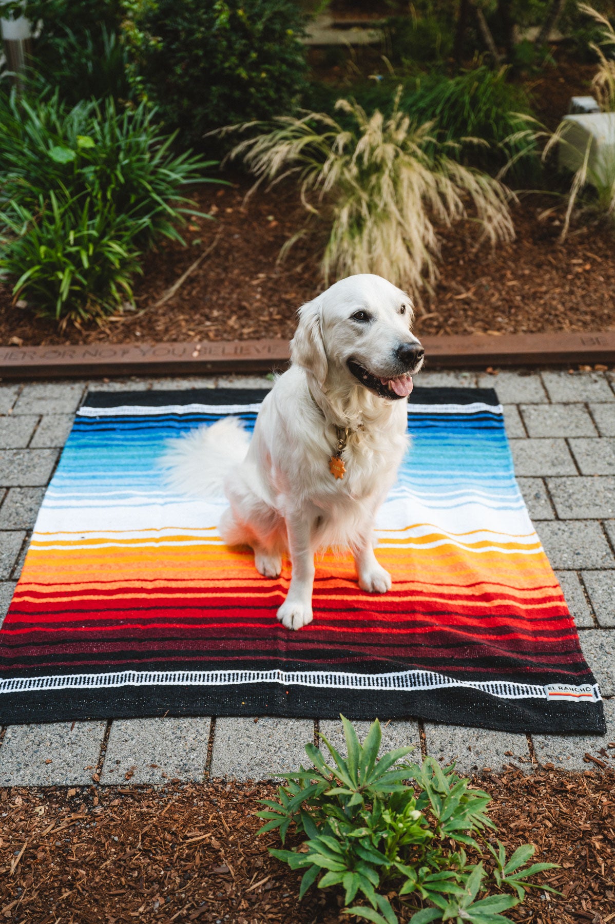 White Dog Sitting on Colorful Handwoven Mexican Blanket