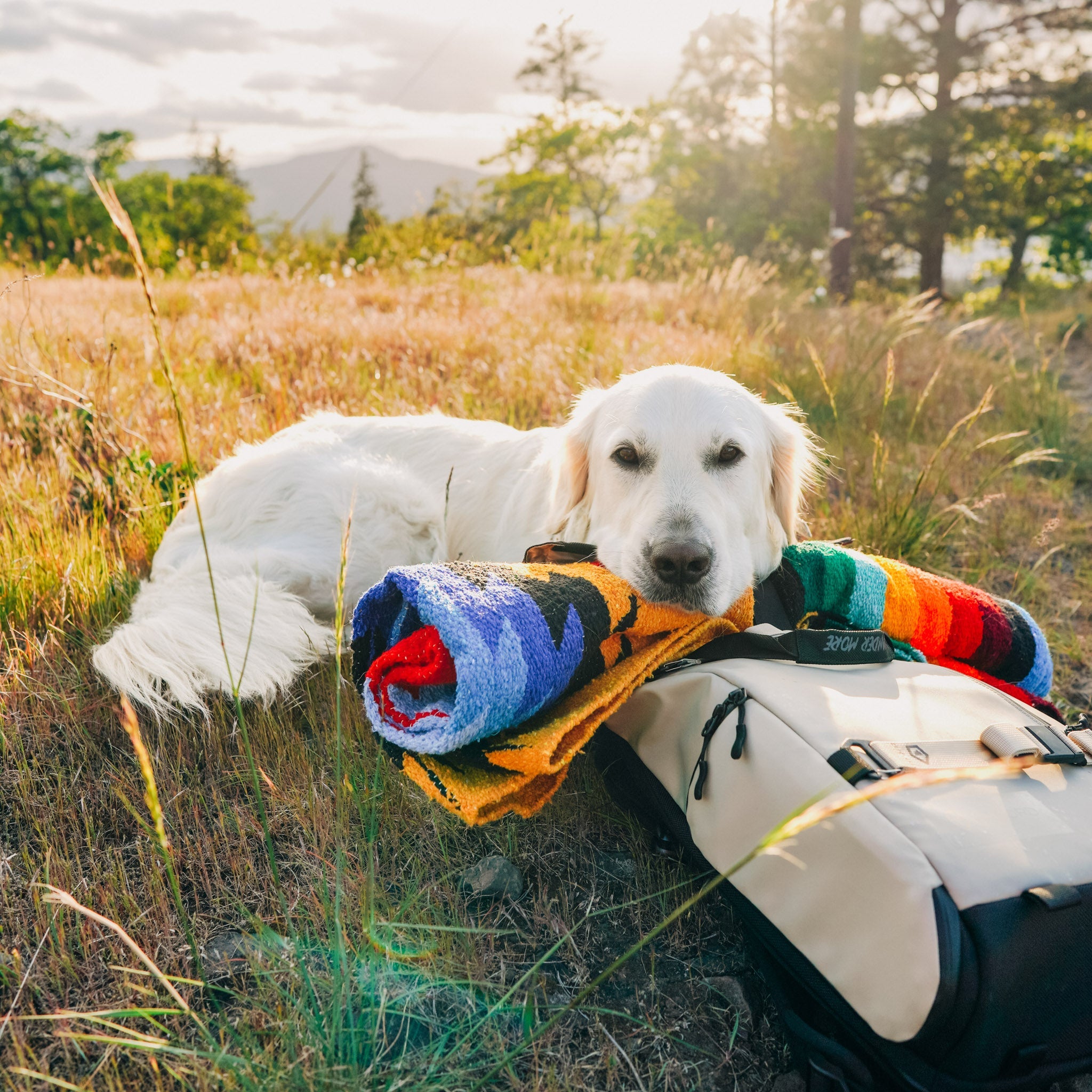 Dog laying on colorful handwoven mexican blanket in a field