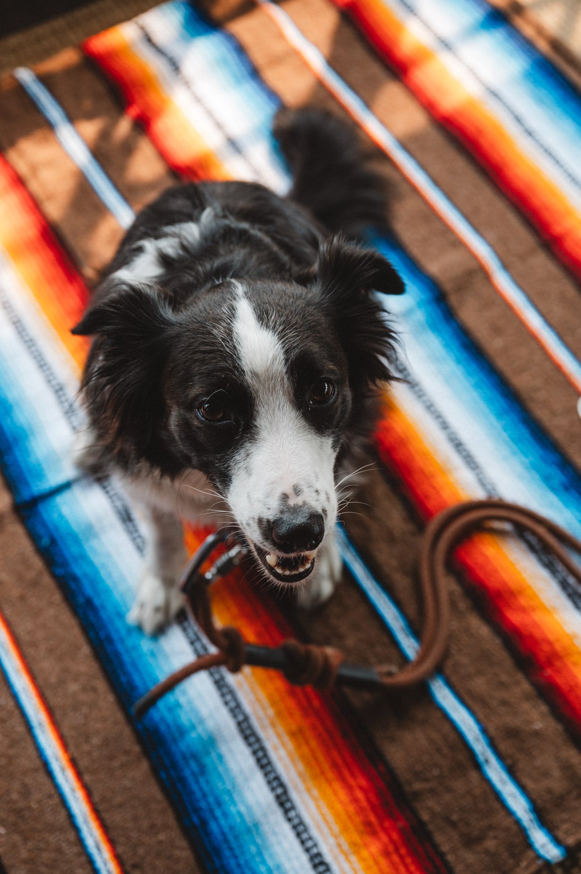 Border Collie sitting on handwoven brown saltillo handwoven mexican blanket