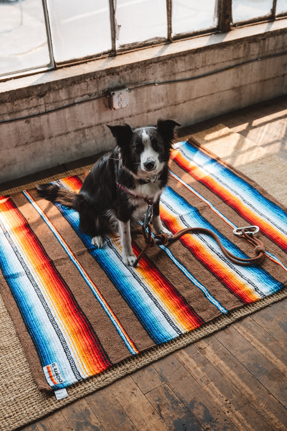 Border Collie sitting on handwoven brown saltillo handwoven mexican blanket
