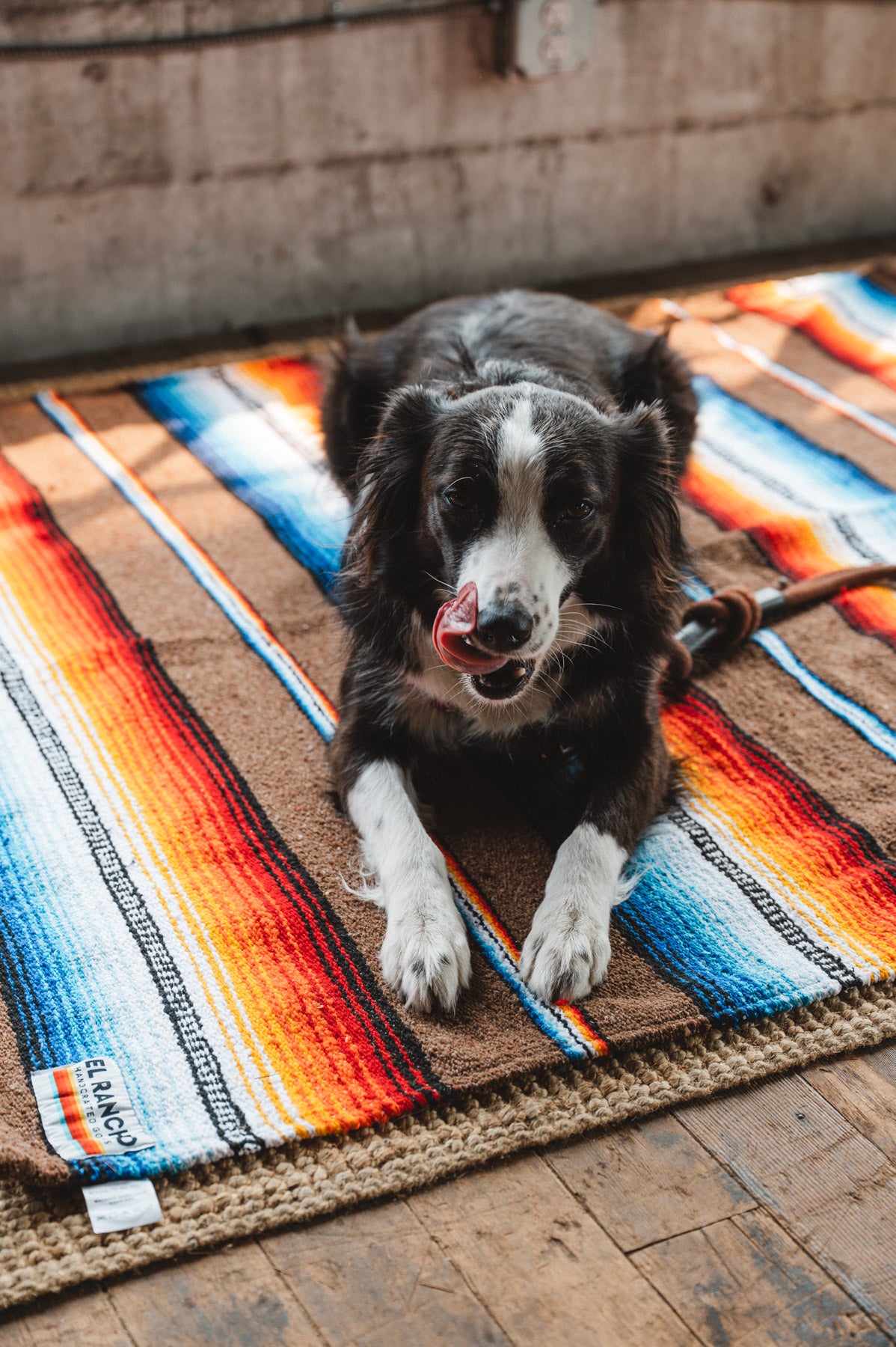 Border Collie sitting on handwoven brown saltillo handwoven mexican blanket