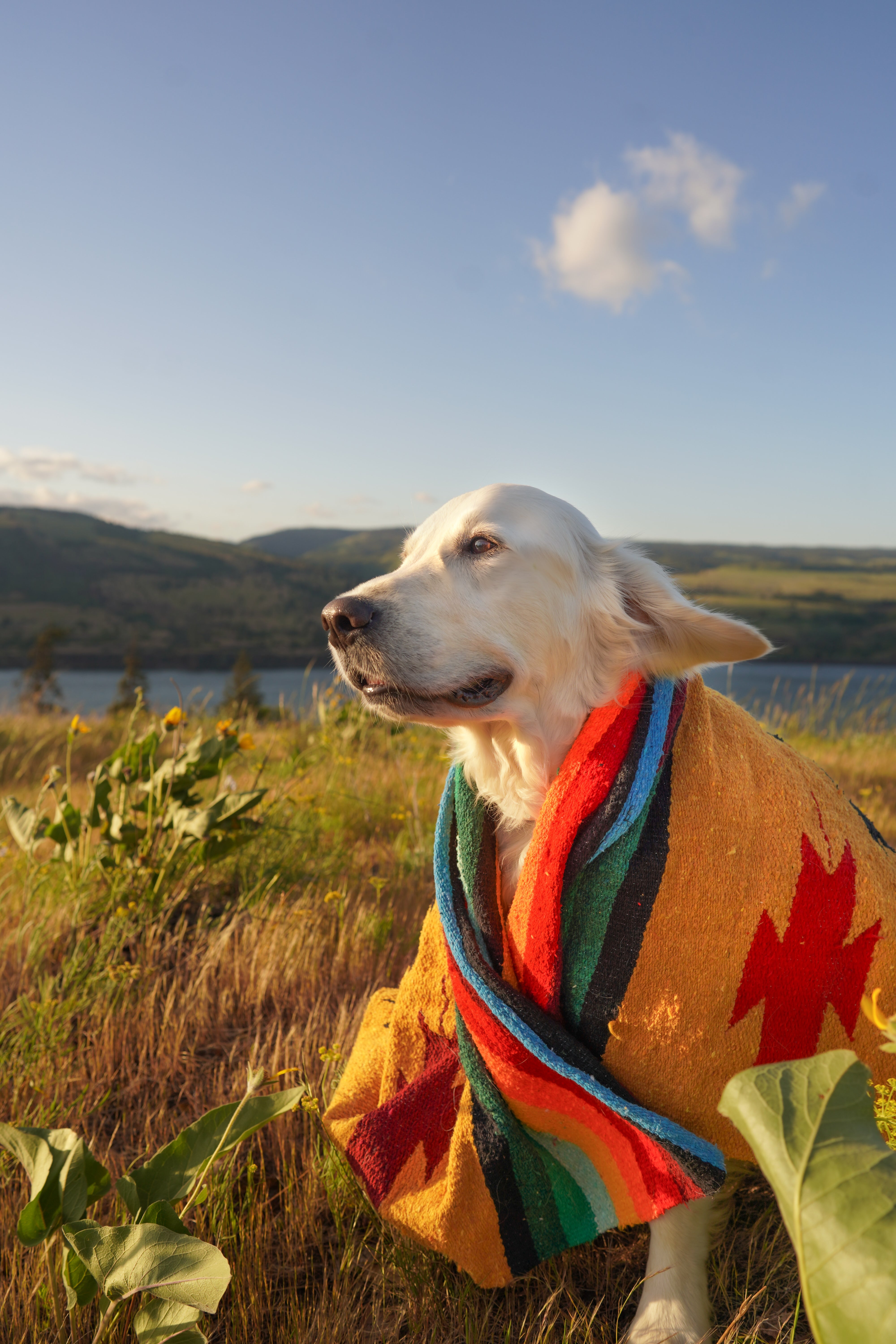 Dog wrapped in rainbow Mexican Blanket