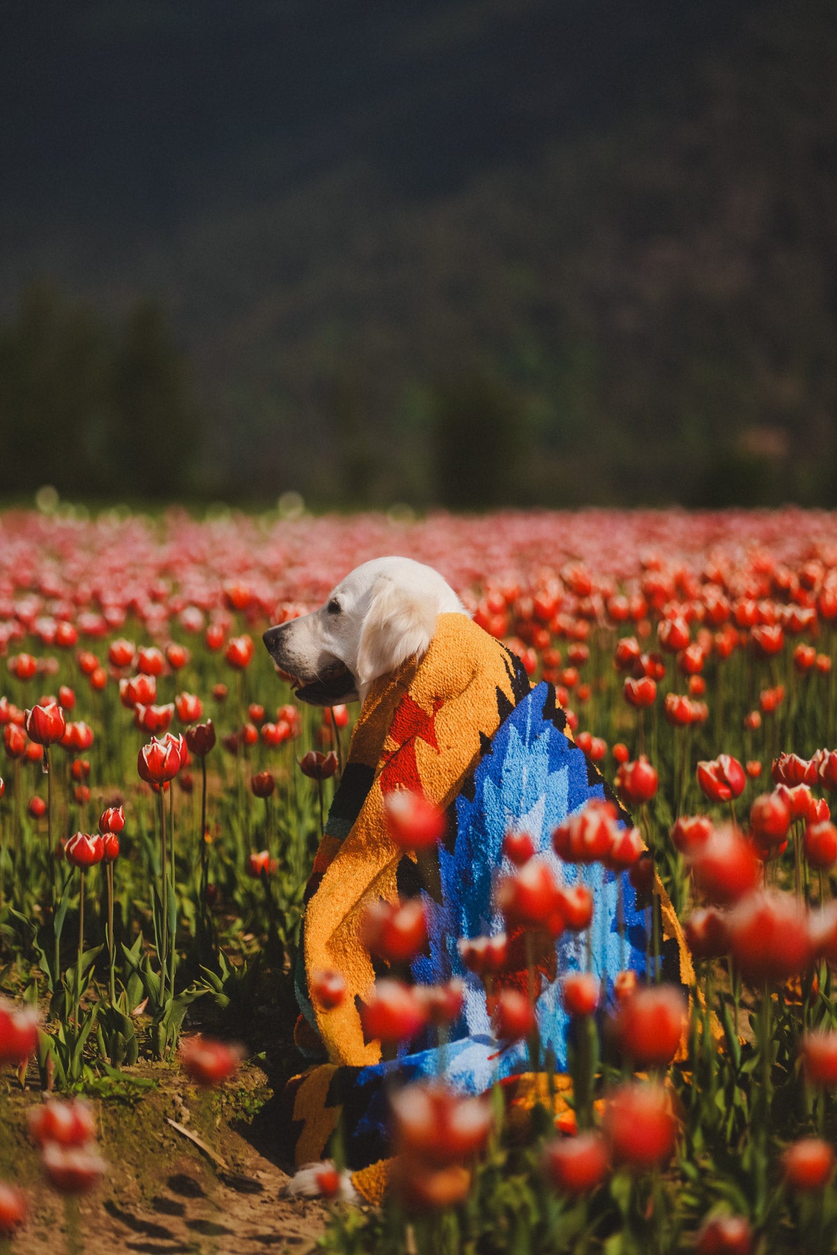 Dog wrapped in Handwoven Mexican Blanket among flowers