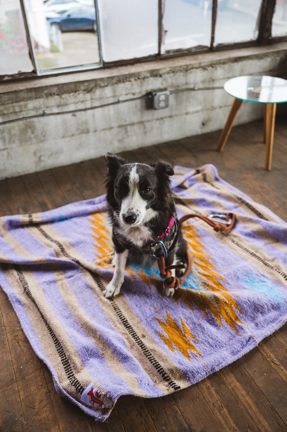 Dog sitting on a colorful blanket in a room with large windows.