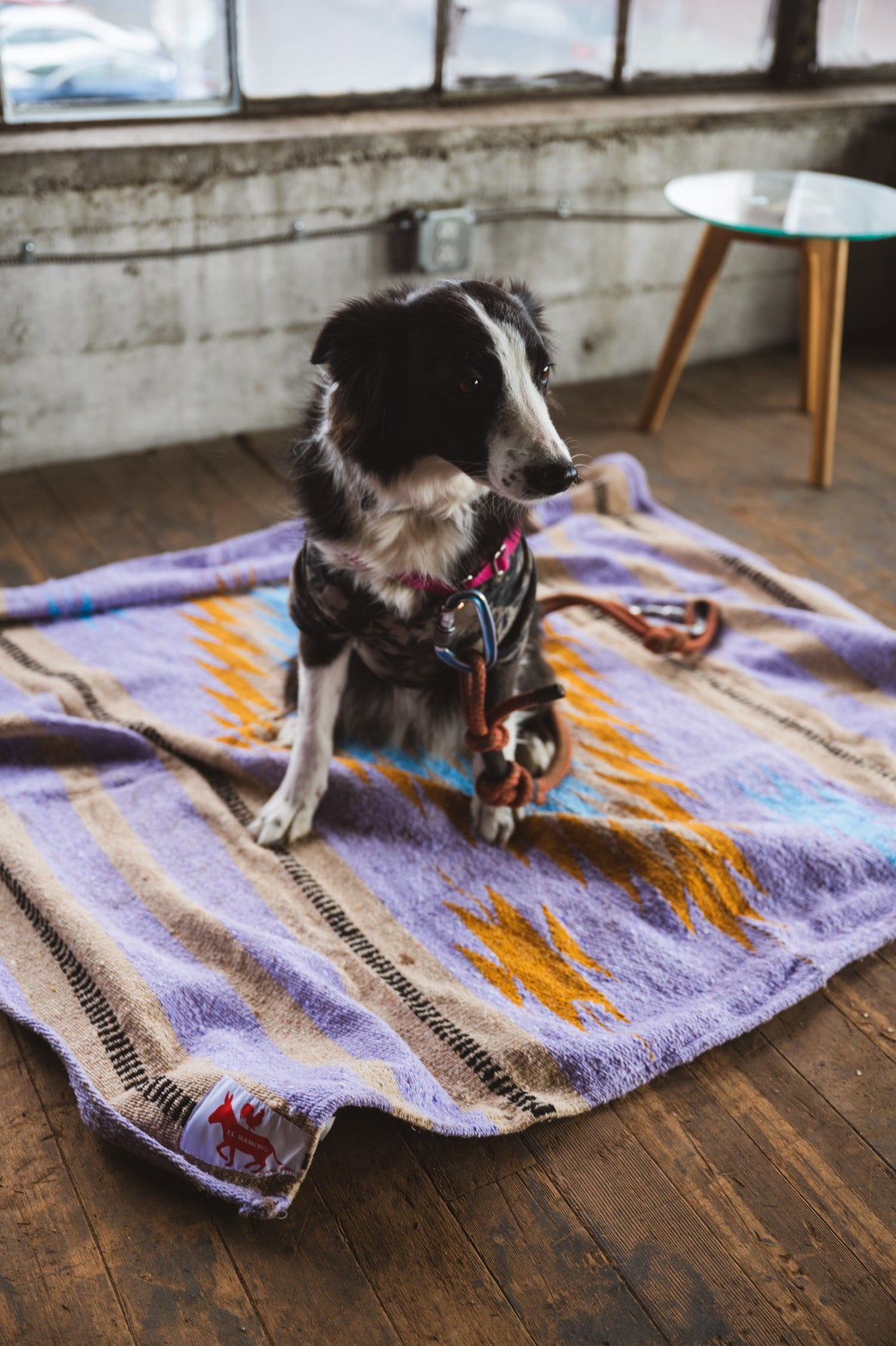 Dog sitting on a colorful blanket in a room with wooden floors and large windows.