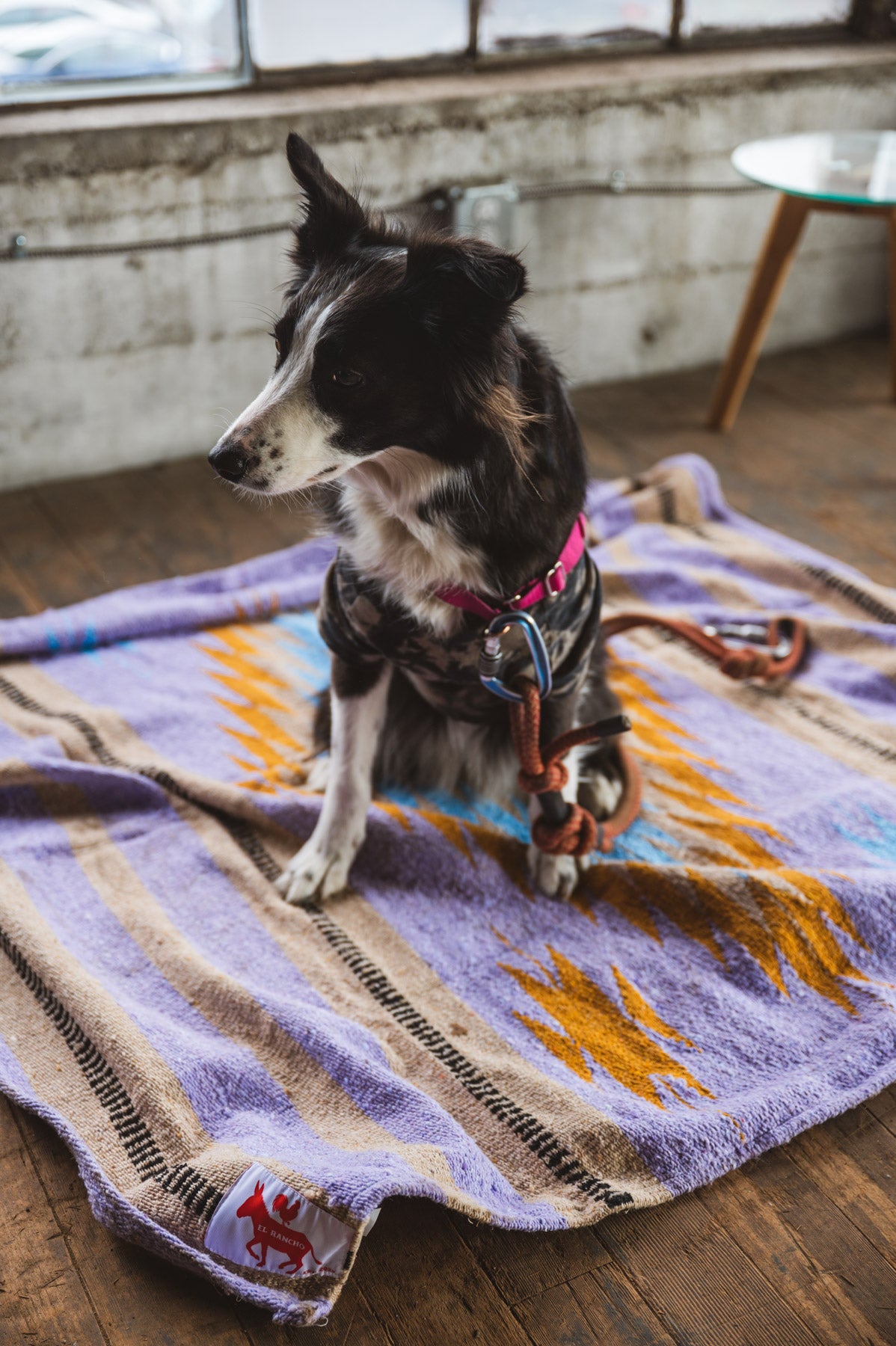 Dog sitting on a patterned blanket in a room with wooden floors and a table.